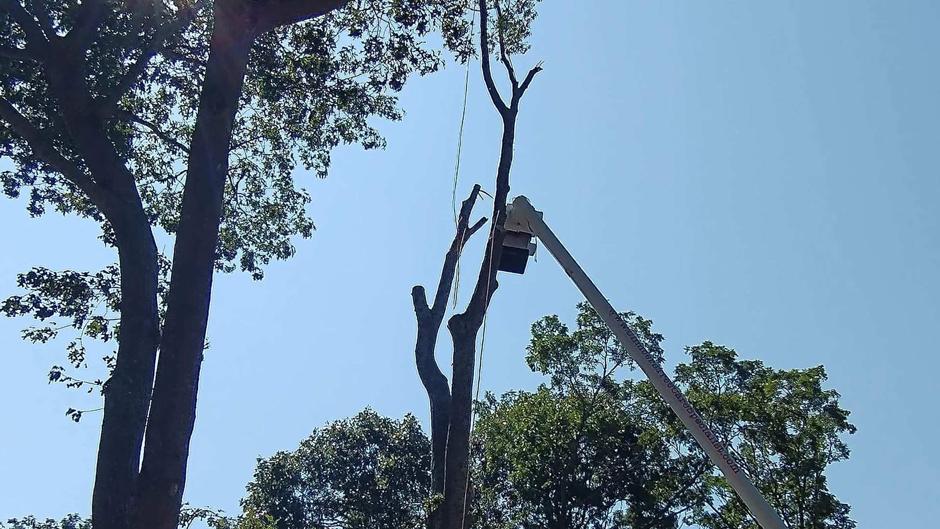 Tree Removal Services Long Island | Climbers Tree Care